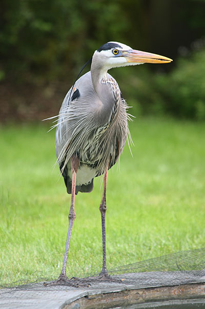 Ardea herodias herodias - The Great Blue Heron