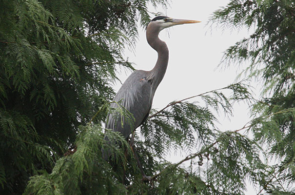 Ardea herodias herodias - The Great Blue Heron