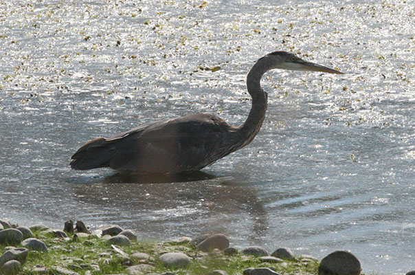 Ardea herodias herodias - The Great Blue Heron