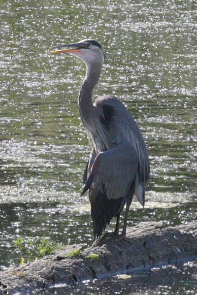 Ardea herodias herodias - The Great Blue Heron