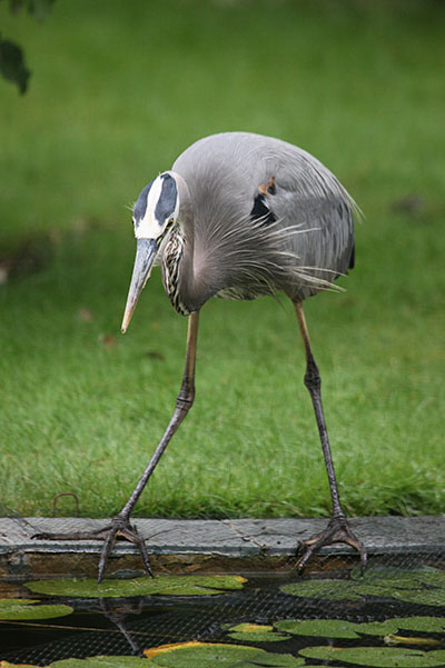 Ardea herodias herodias - The Great Blue Heron