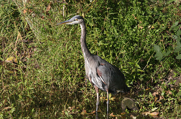 Ardea herodias herodias - The Great Blue Heron