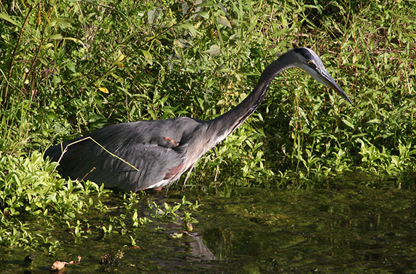Ardea herodias herodias - The Great Blue Heron