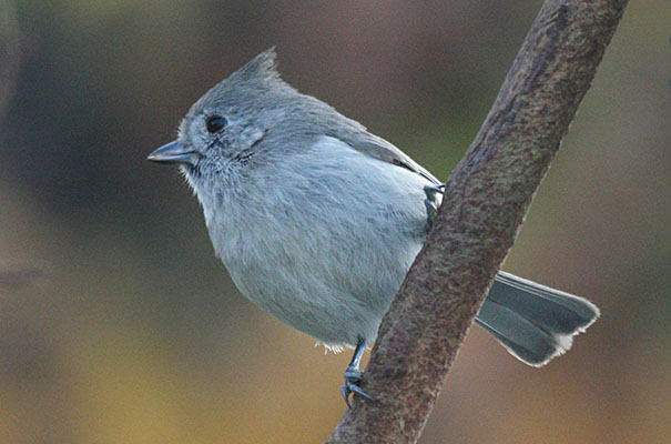 Baeolophus inornatus