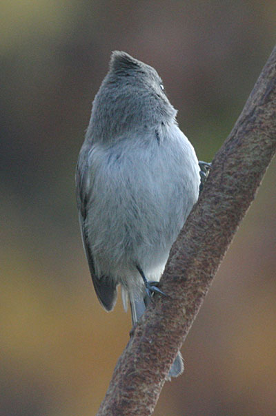 Baeolophus inornatus