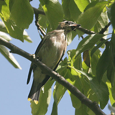 Bombycilla cedrorum - The Cedar Waxwing