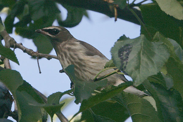 Bombycilla cedrorum - The Cedar Waxwing