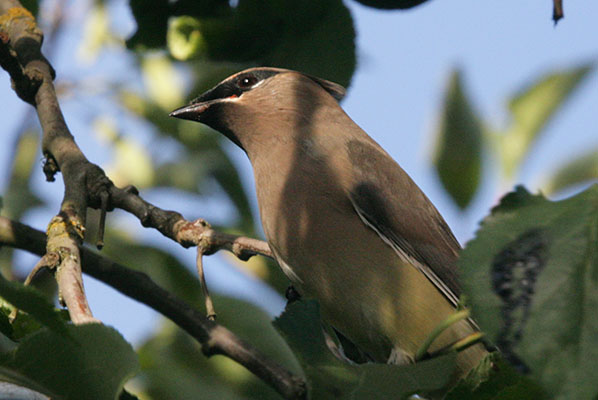 Bombycilla cedrorum - The Cedar Waxwing