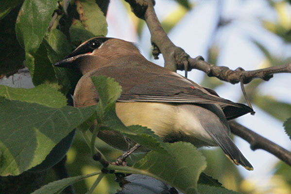 Bombycilla cedrorum - The Cedar Waxwing