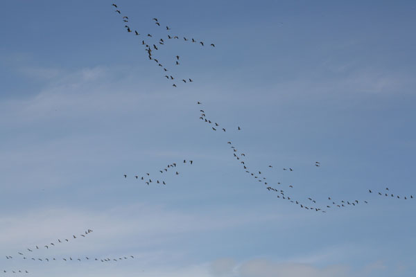 Branta canadensis - The Canada Goose