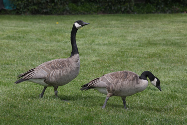 Branta canadensis - The Canada Goose