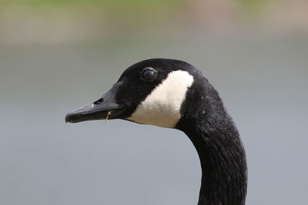 Branta canadensis - The Canada Goose