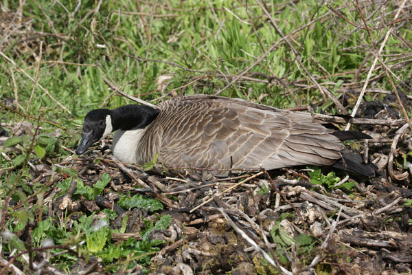 Branta canadensis - The Canada Goose