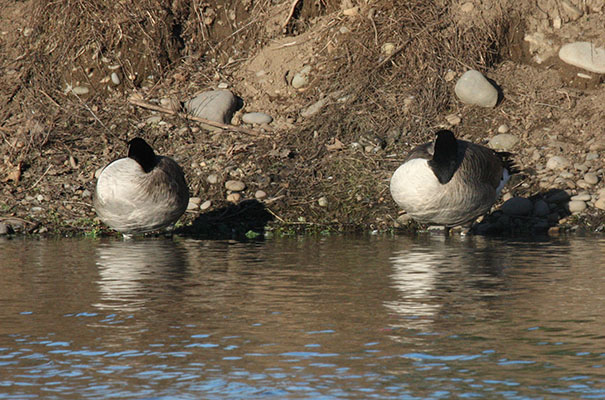 Branta canadensis - The Canada Goose