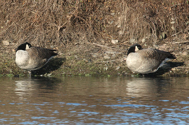 Branta canadensis - The Canada Goose