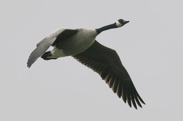 Branta canadensis - The Canada Goose
