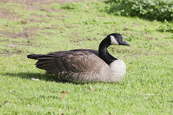 Branta canadensis - The Canada Goose