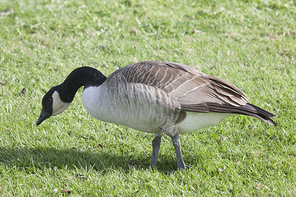 Branta canadensis - The Canada Goose