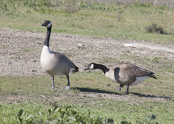 Branta canadensis - The Canada Goose