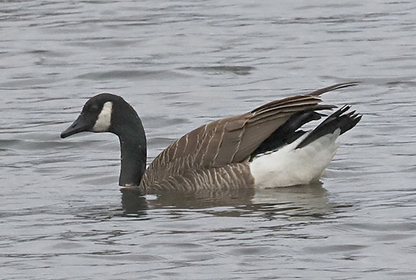 Branta canadensis - The Canada Goose