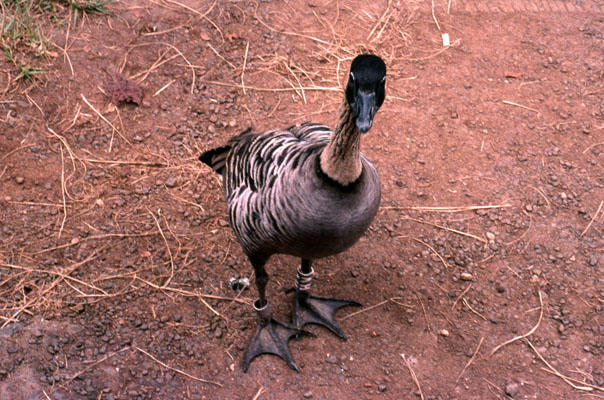 Branta sandvicensis - The Nene