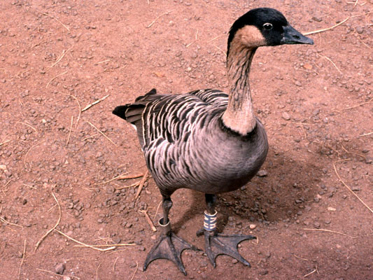 Branta sandvicensis - The Nene