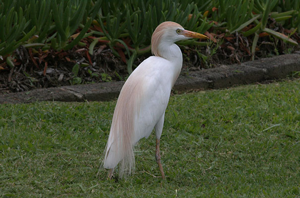 Bubulcus i. ibis (Linnaeus, 1758) - The Cattle Egret