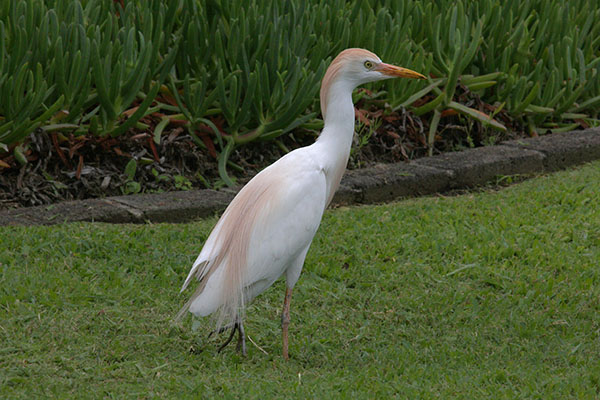 Bubulcus i. ibis (Linnaeus, 1758) - The Cattle Egret