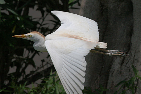 Bubulcus i. ibis (Linnaeus, 1758) - The Cattle Egret