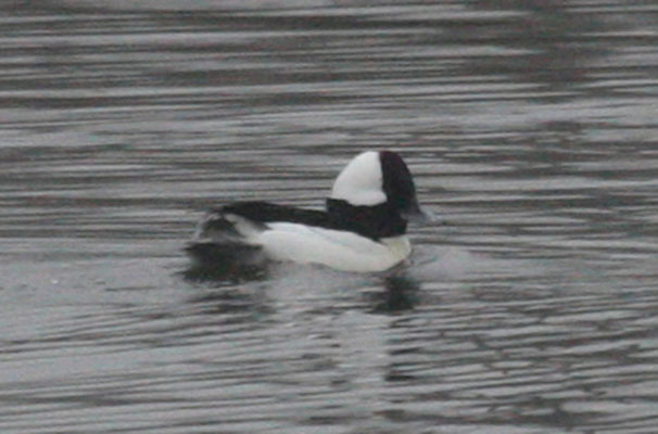 Bucephala albeola - The Bufflehead