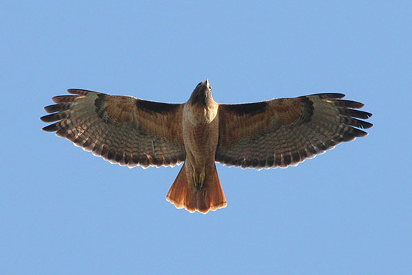 Buteo jamaicensis_calurus - The Red-tailed Hawk