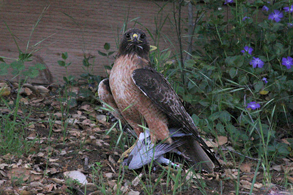 Buteo jamaicensis_calurus - The Red-tailed Hawk