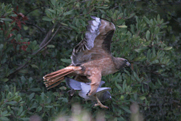 Buteo jamaicensis_calurus - The Red-tailed Hawk