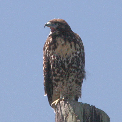 Buteo jamaicensis_calurus - The Red-tailed Hawk