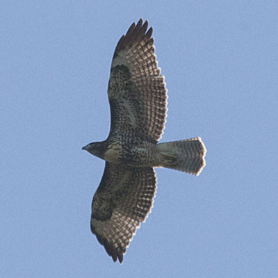 Buteo jamaicensis_calurus - The Red-tailed Hawk