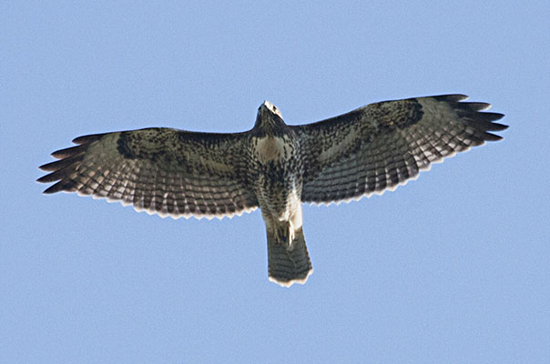 Buteo jamaicensis_calurus - The Red-tailed Hawk