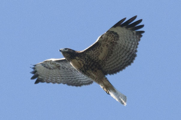 Buteo jamaicensis_calurus - The Red-tailed Hawk