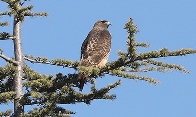 Buteo jamaicensis_calurus - The Red-tailed Hawk