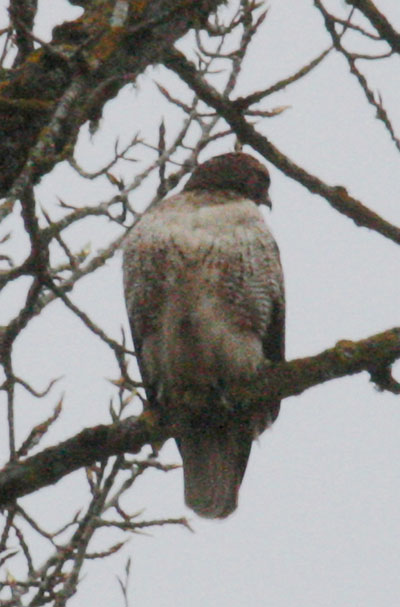 Buteo lineatus elegans - The California Red-shouldered Hawk