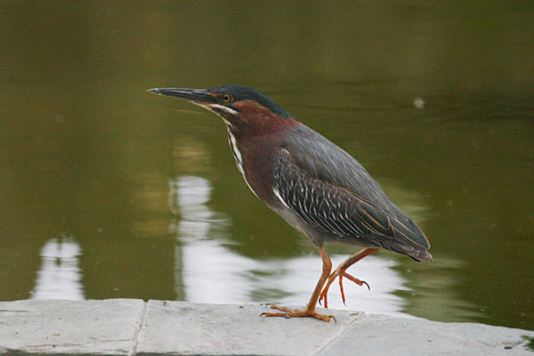 Butorides virescens - The Green Heron