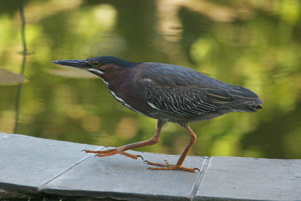 Butorides virescens - The Green Heron