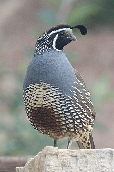 Callipepla c. californica - The California Quail