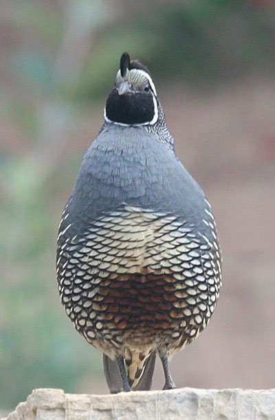 Callipepla c. californica - The California Quail