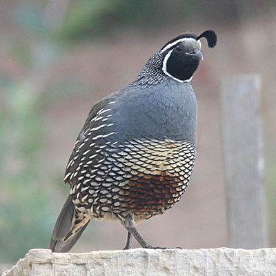 Callipepla c. californica - The California Quail