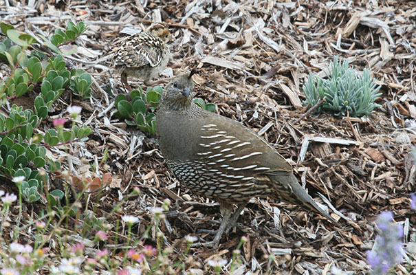 Callipepla c. californica - The California Quail