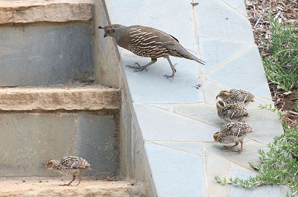 Callipepla c. californica - The California Quail