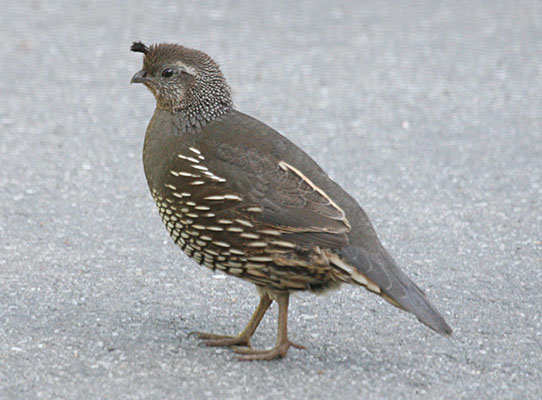 Callipepla c. californica - The California Quail