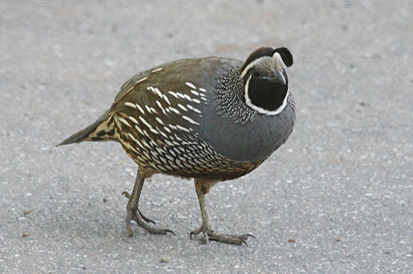 Callipepla c. californica - The California Quail