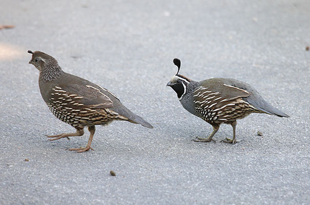 Callipepla c. californica - The California Quail