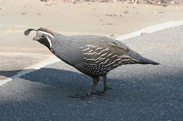 Callipepla c. californica - The California Quail